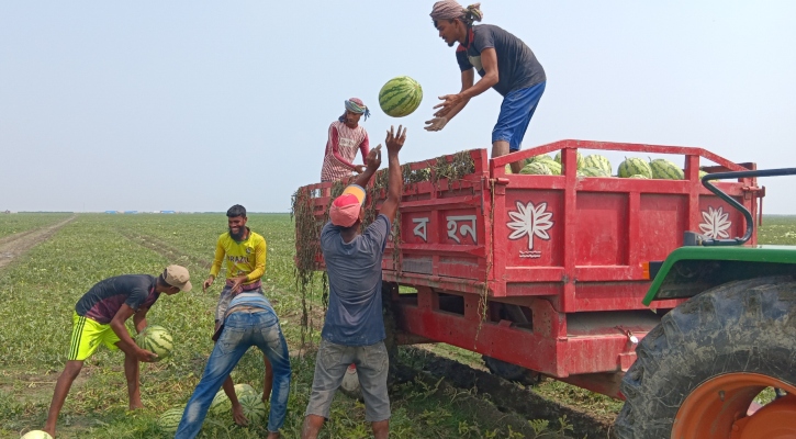 মেঘনার দুর্গম চরে তরমুজের আবাদ